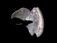 陶缸藏品圖，第2張