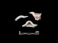 陶片藏品圖，第2張