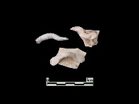 陶片藏品圖，第3張