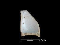 瓷杯藏品圖，第2張