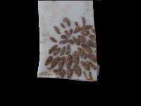 帶紋飾瓷片藏品圖，第1張