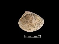 貝殼藏品圖，第2張