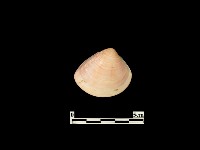 貝殼藏品圖，第1張