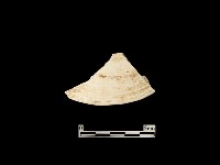 貝殼藏品圖，第2張