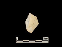 貝殼藏品圖，第1張