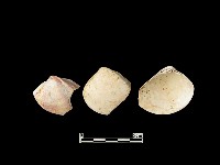 貝殼藏品圖，第2張