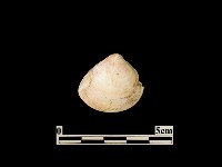 貝殼藏品圖，第2張