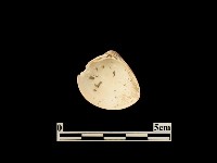 貝殼藏品圖，第1張