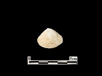 貝殼藏品圖，第1張