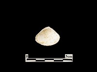 貝殼藏品圖，第2張