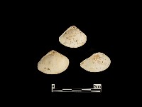 貝殼藏品圖，第2張