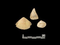 貝殼藏品圖，第2張