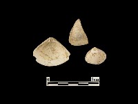 貝殼藏品圖，第3張