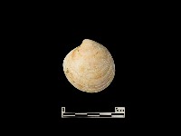 貝殼藏品圖，第2張