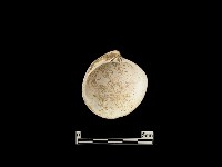 貝殼藏品圖，第1張