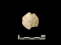 貝殼藏品圖，第1張