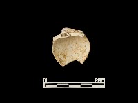 貝殼藏品圖，第2張