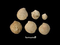 貝殼藏品圖，第2張