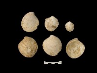 貝殼藏品圖，第1張