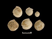 貝殼藏品圖，第3張