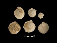 貝殼藏品圖，第4張