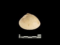 貝殼藏品圖，第2張