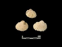 貝殼藏品圖，第2張