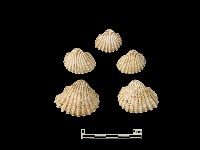 貝殼藏品圖，第2張