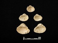 貝殼藏品圖，第1張