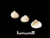 貝殼藏品圖，第2張