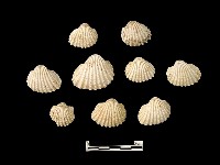 貝殼藏品圖，第2張