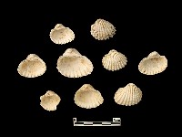 貝殼藏品圖，第1張