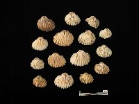 貝殼藏品圖，第2張