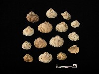 貝殼藏品圖，第3張