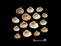 貝殼藏品圖，第4張