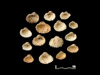 貝殼藏品圖，第1張