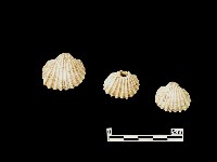 貝殼藏品圖，第1張