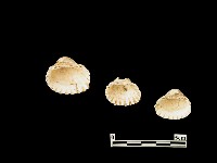 貝殼藏品圖，第2張