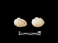 貝殼藏品圖，第2張