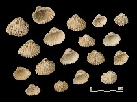 貝殼藏品圖，第2張