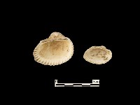 貝殼藏品圖，第2張