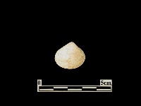 貝殼藏品圖，第2張