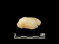 貝殼藏品圖，第1張