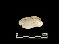 貝殼藏品圖，第2張