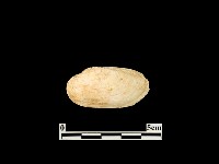 貝殼藏品圖，第1張