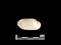 貝殼藏品圖，第2張