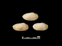 貝殼藏品圖，第2張