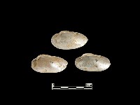 貝殼藏品圖，第1張