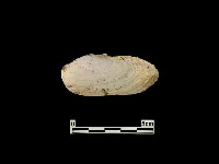 貝殼藏品圖，第2張