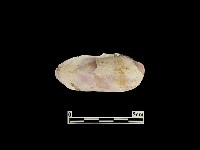 貝殼藏品圖，第1張